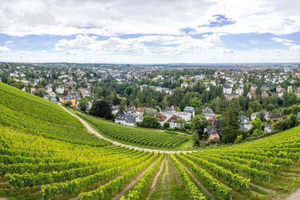 Blick in den Weinberg