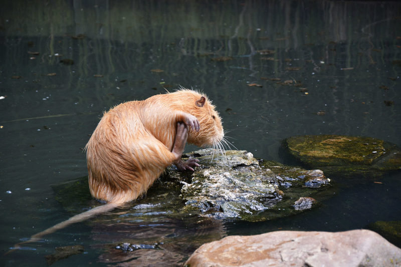 Nutria sind eine der Attraktionen, Nutria beim Putzen.