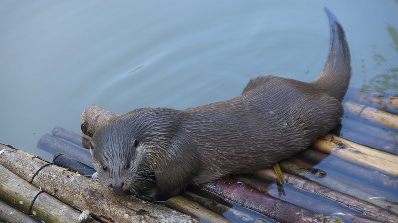 Nutria