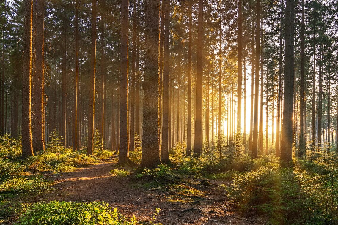 Wald mit vielen Bäumen und einer Lichtung