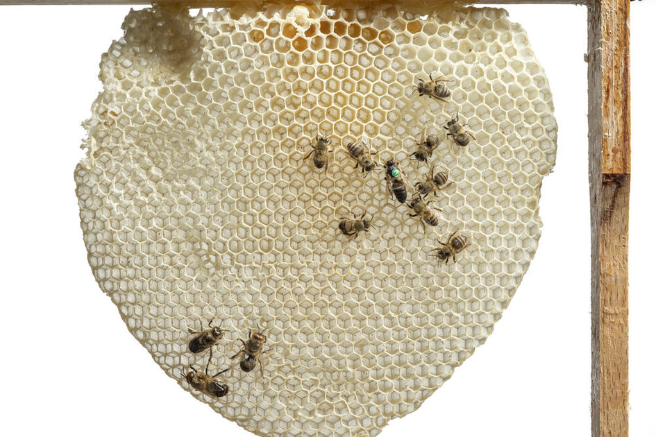 Bienenwabe