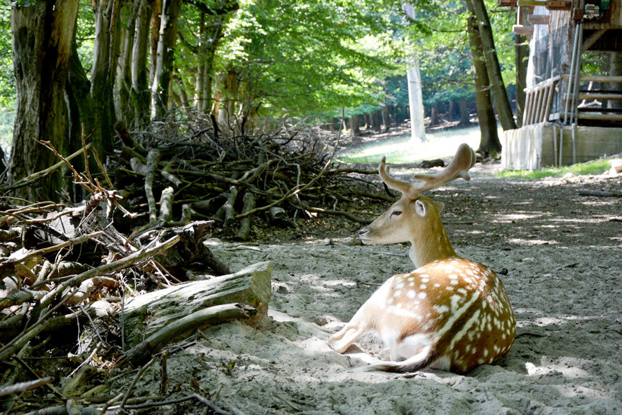 26 yer - 26 hikaye - Klarenthal - Fasanerie Hayvan ve Bitki Parkı