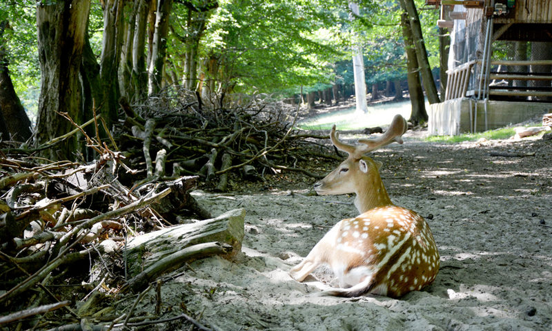 26 Orte - 26 Geschichten - Klarenthal - Tier- und Pflanzenpark Fasanerie