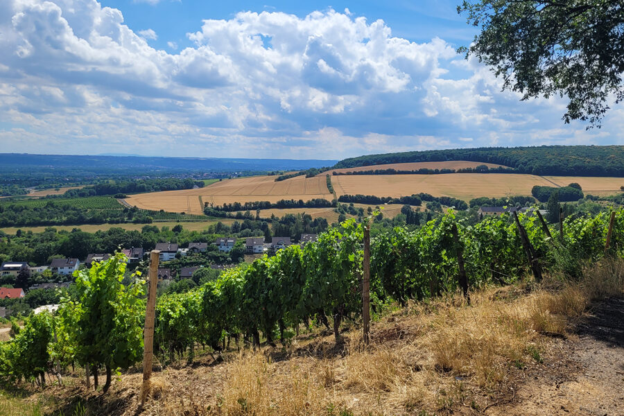 Wein- und Naturlehrpfad - Herrlicher Blick über die heimischen Weinberge.