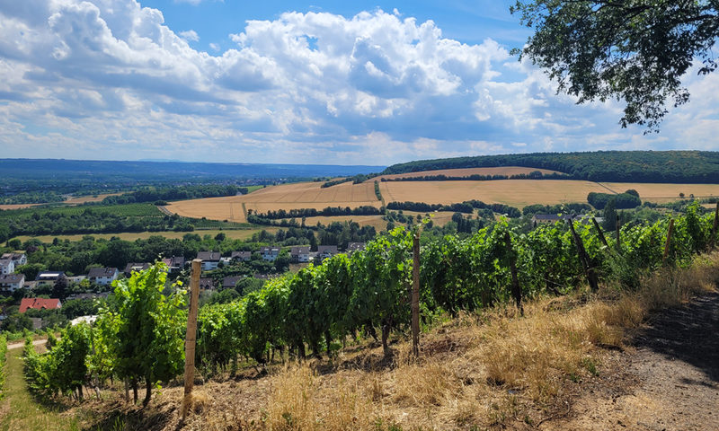 Wein- und Naturlehrpfad - Herrlicher Blick über die heimischen Weinberge.