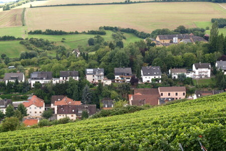 Weinbau in Frauenstein