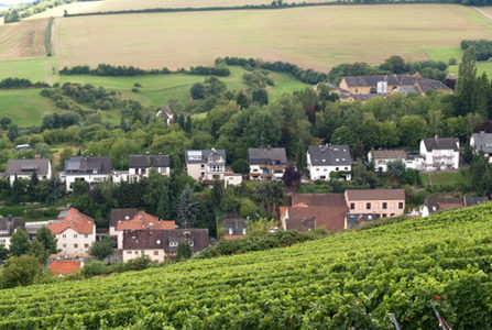 Weinbau in Frauenstein