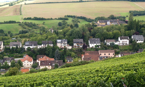 Weinbau in Frauenstein