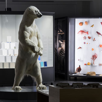 Stehender Eisbär im naturkundlichen Teil des Museums Wiesbaden