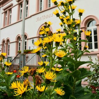 Altes Rathaus Erbenheim