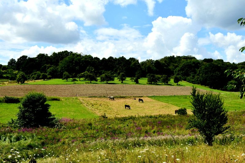 Auringen ist ein Ort im Grünen