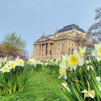 Osterglocken auf dem Warmen Damm, mit Hessischem Staatstheater im Hintergrund