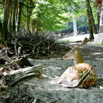 Tier und Pflanzenpark Fasanerie in Klarenthal