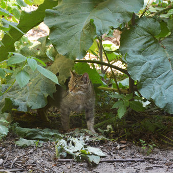 Tier und Pflanzenpark Fasanerie in Klarenthal