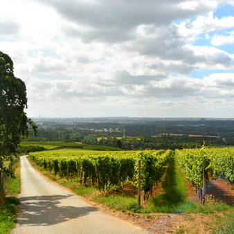 Die Weinberge in Frauenstein.