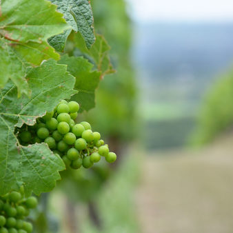 Die Weinberge in Frauenstein.