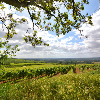 Die Weinberge in Frauenstein.