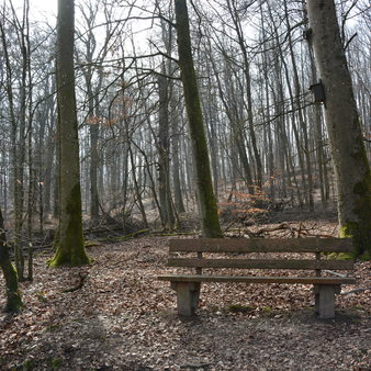 Sonnenberg - Goldsteintal - Wald