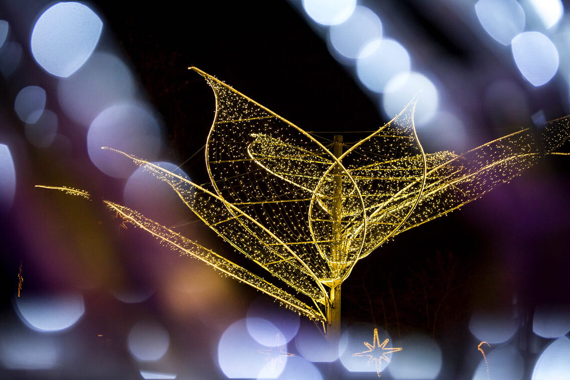 Die Lilien auf dem Sternschnuppenmarkt in Wiesbaden