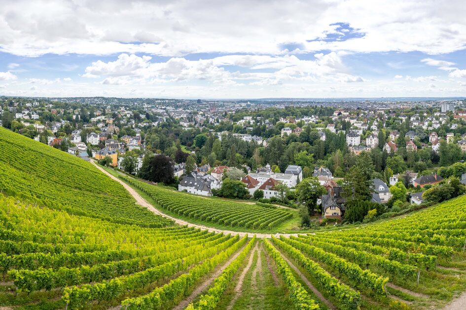 Vignoble avec vue sur la ville