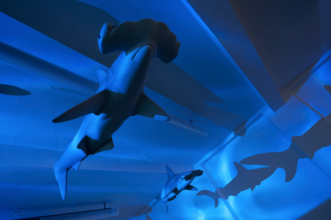 Hammerhead shark hanging from the ceiling