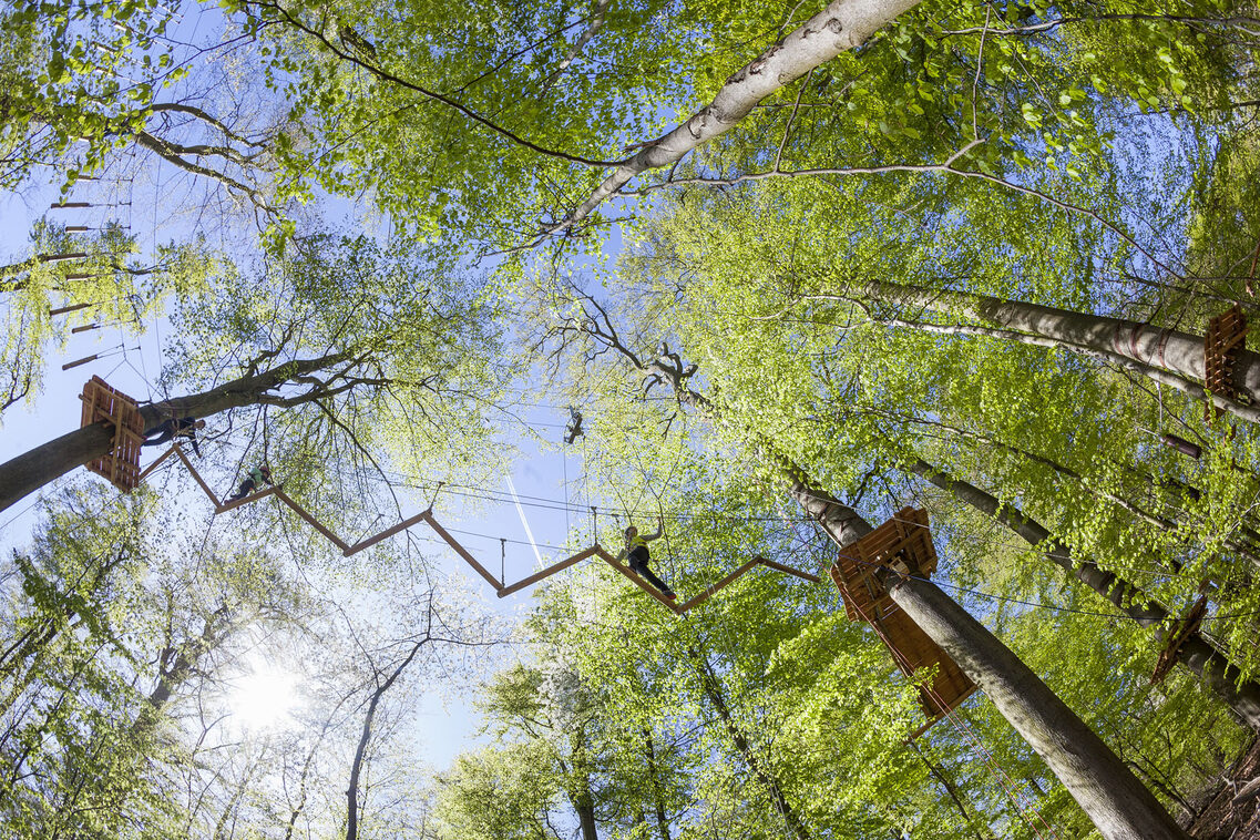 The climbing forest photographed from the bottom up.