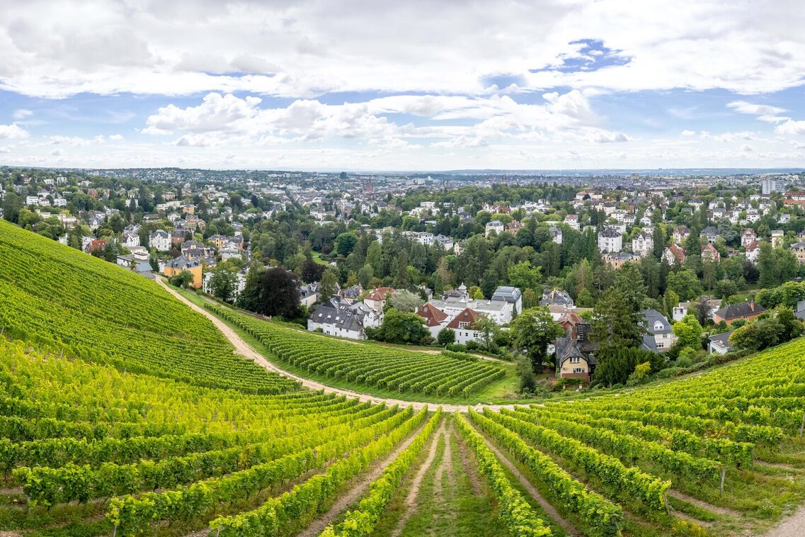 The vineyard from the Neroberg looking towards Wiesbaden.