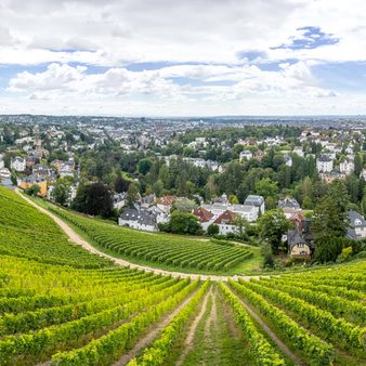 Der Weinberg vom Neroberg mit Blickrichtung Wiesbaden.