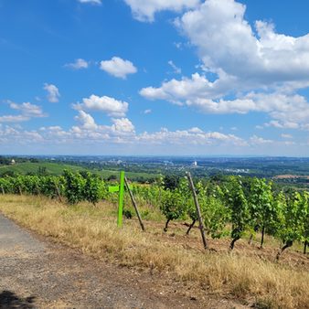 Wein- und Naturlehrpfad - Herrlicher Blick über die heimischen Weinberge.