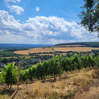 Wein- und Naturlehrpfad - Herrlicher Blick über die heimischen Weinberge.