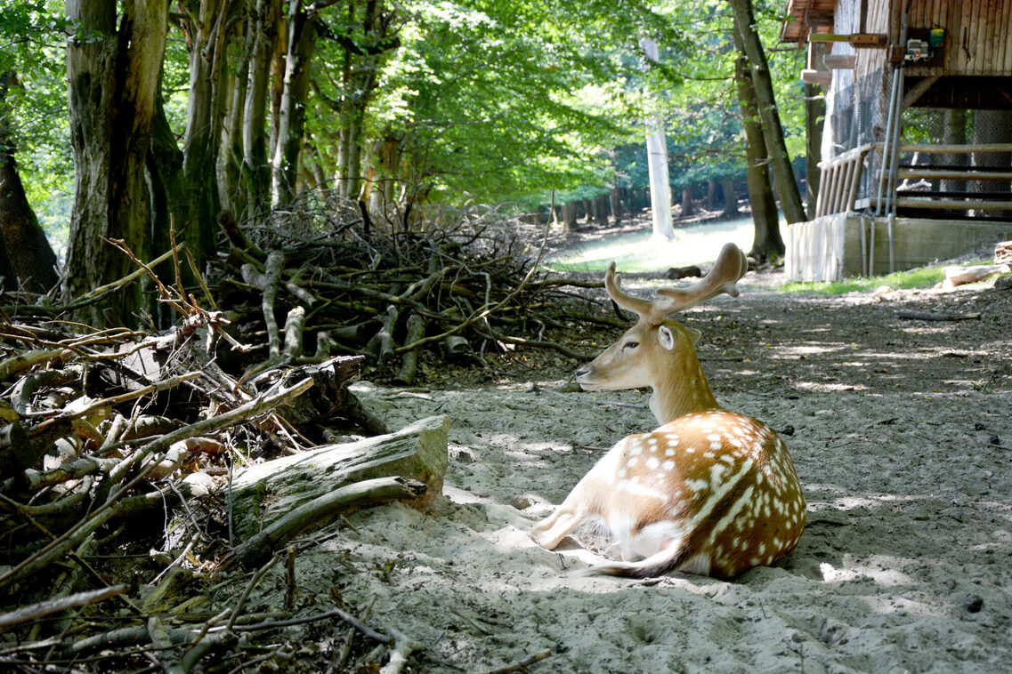 Klarenthal'deki Fasanerie hayvan ve bitki parkı