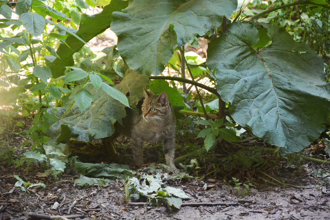 Klarenthal'deki Fasanerie hayvan ve bitki parkı