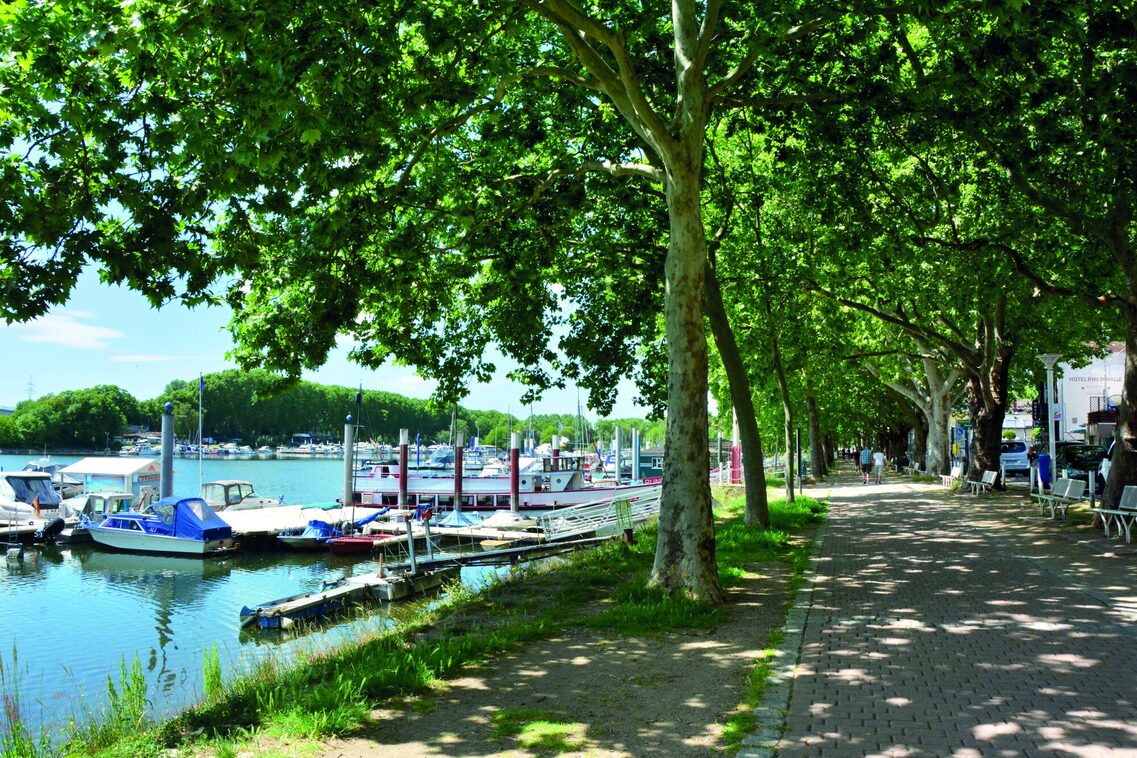 Hafen in Schierstein