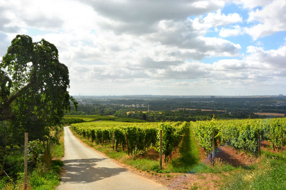 Die Weinberge in Frauenstein.