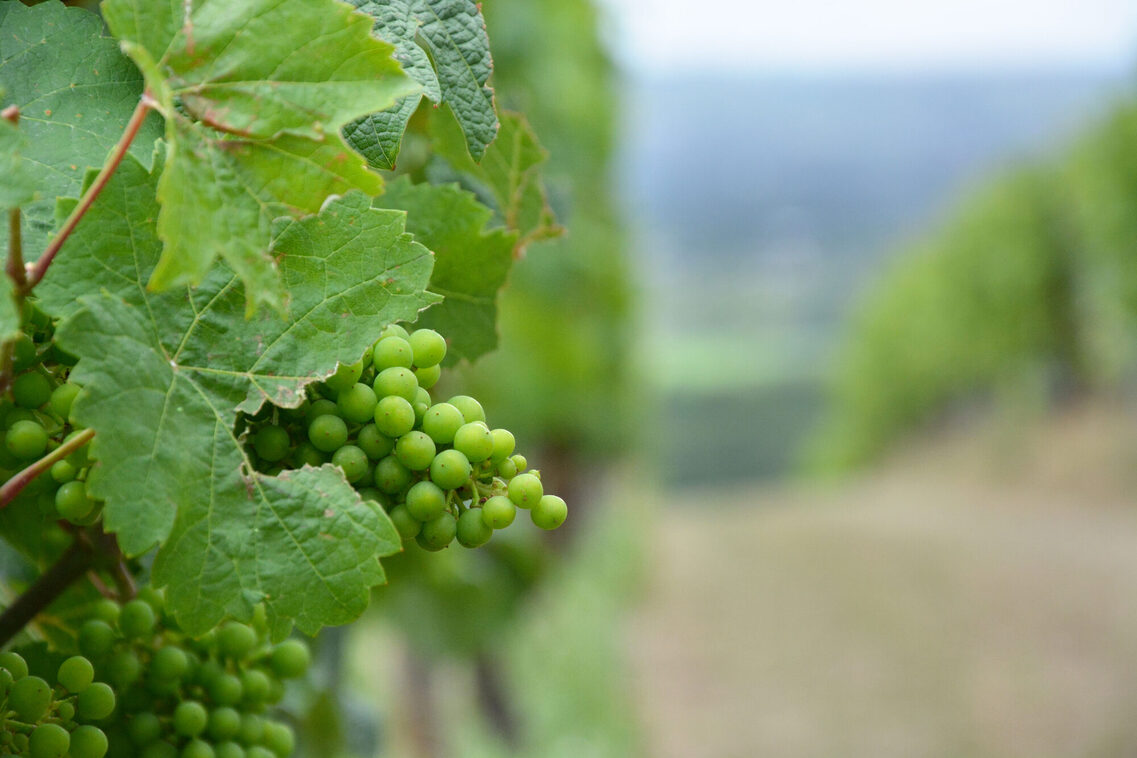 Die Weinberge in Frauenstein.