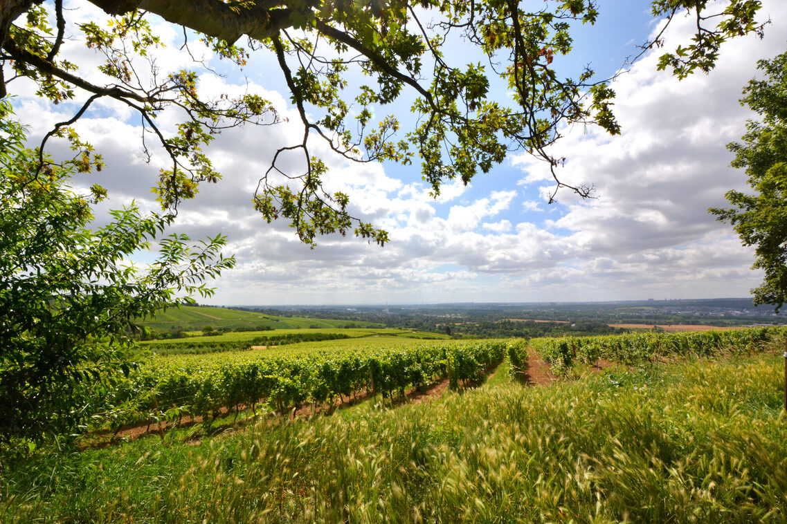 Die Weinberge in Frauenstein.