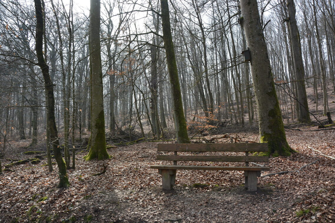 Sonnenberg - Goldsteintal - Wald
