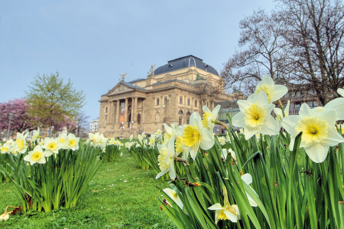Osterglocken auf dem Warmen Damm, mit Hessischem Staatstheater im Hintergrund