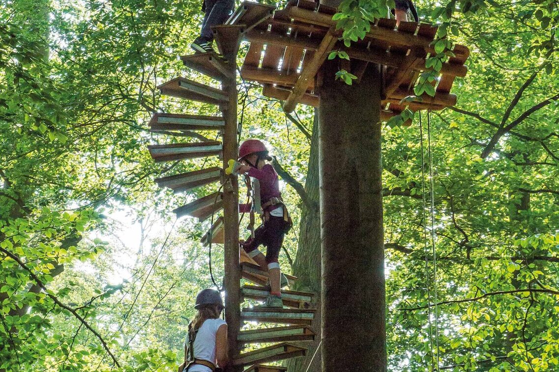 Treppenstufen am Baumstamm
