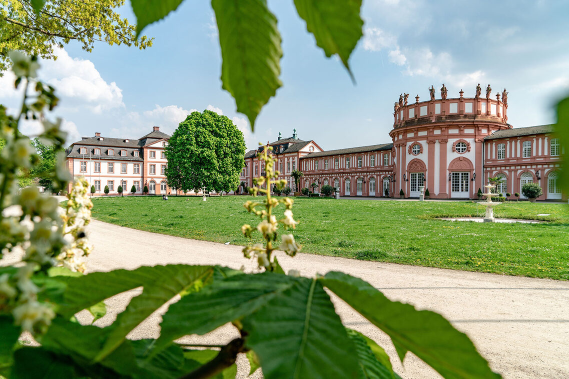 Chestnut blossom in Biebrich Palace Park