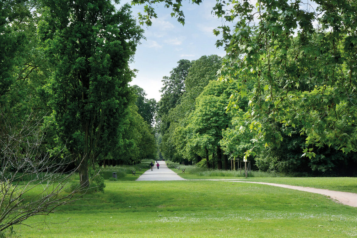 Lush meadows and green trees in the park