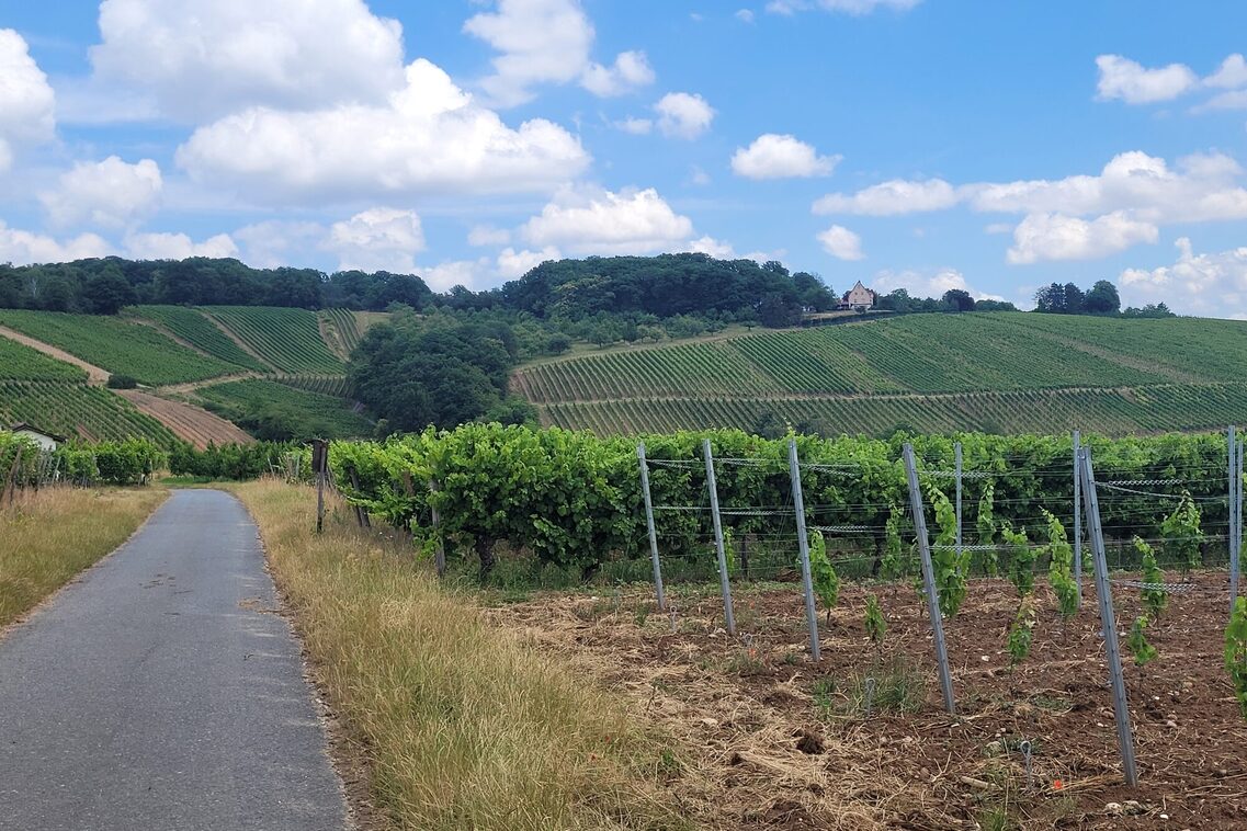 Wein- und Naturlehrpfad - Herrlicher Blick über die heimischen Weinberge.