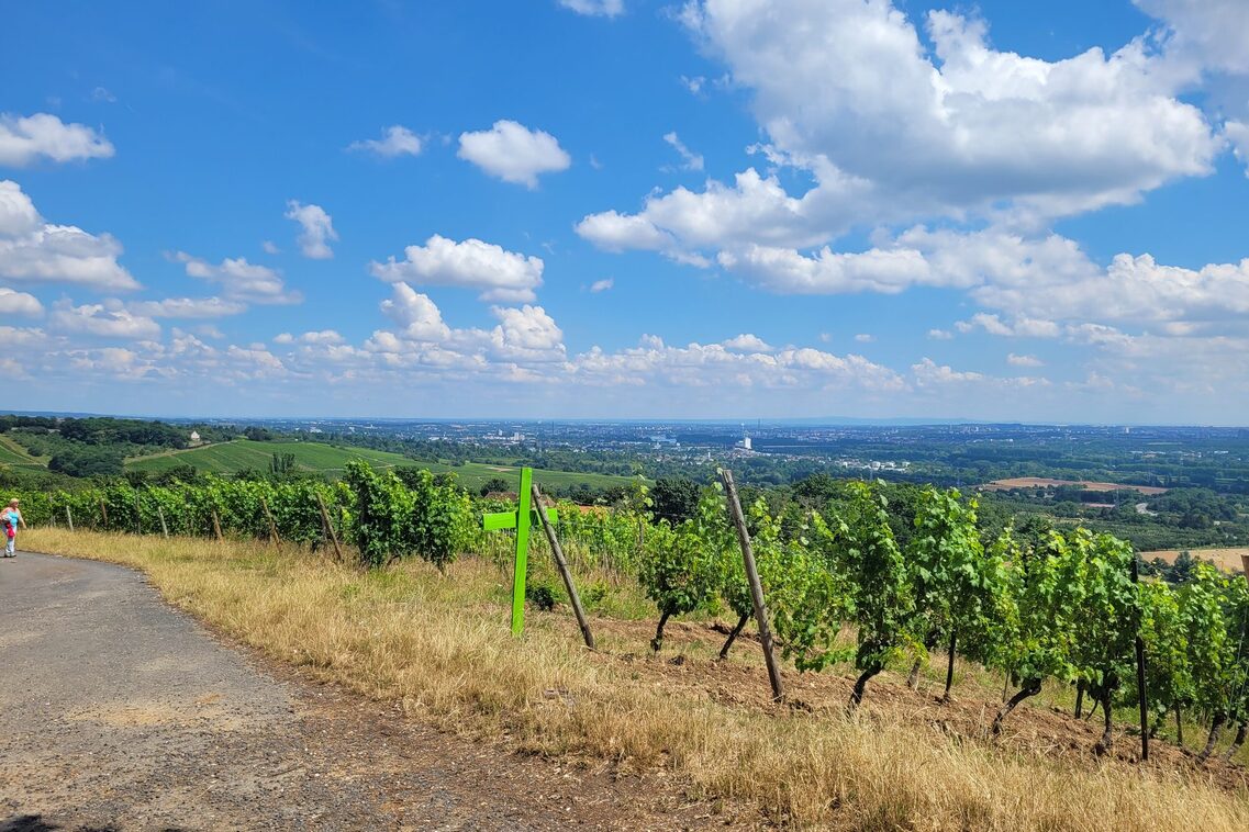 Wein- und Naturlehrpfad - Herrlicher Blick über die heimischen Weinberge.