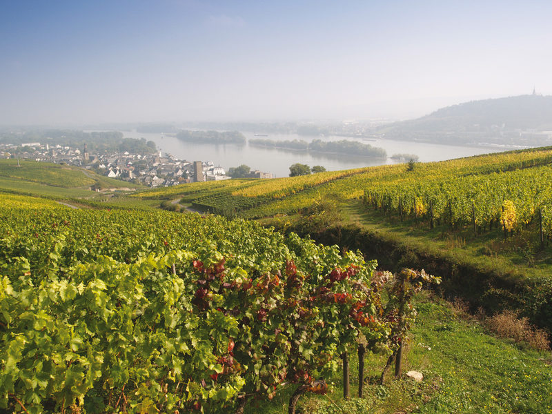 Weinberge am Rhein