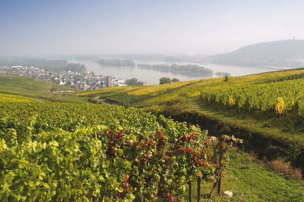 Weinberge am Rhein
