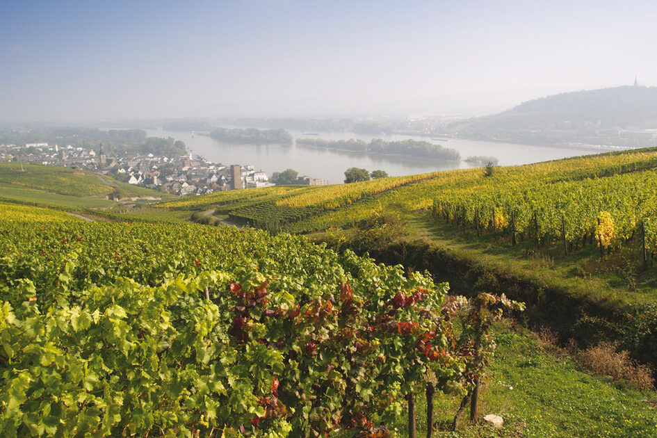Vignobles au bord du Rhin