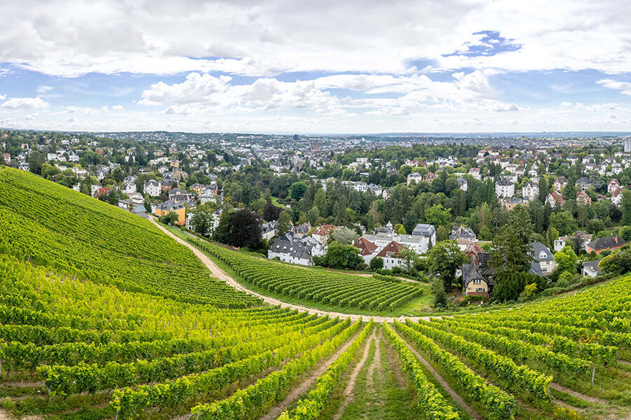 Blick vom Neroberg auf die Weinberge und viele Häuser in Wiesbaden mit viel Grün.