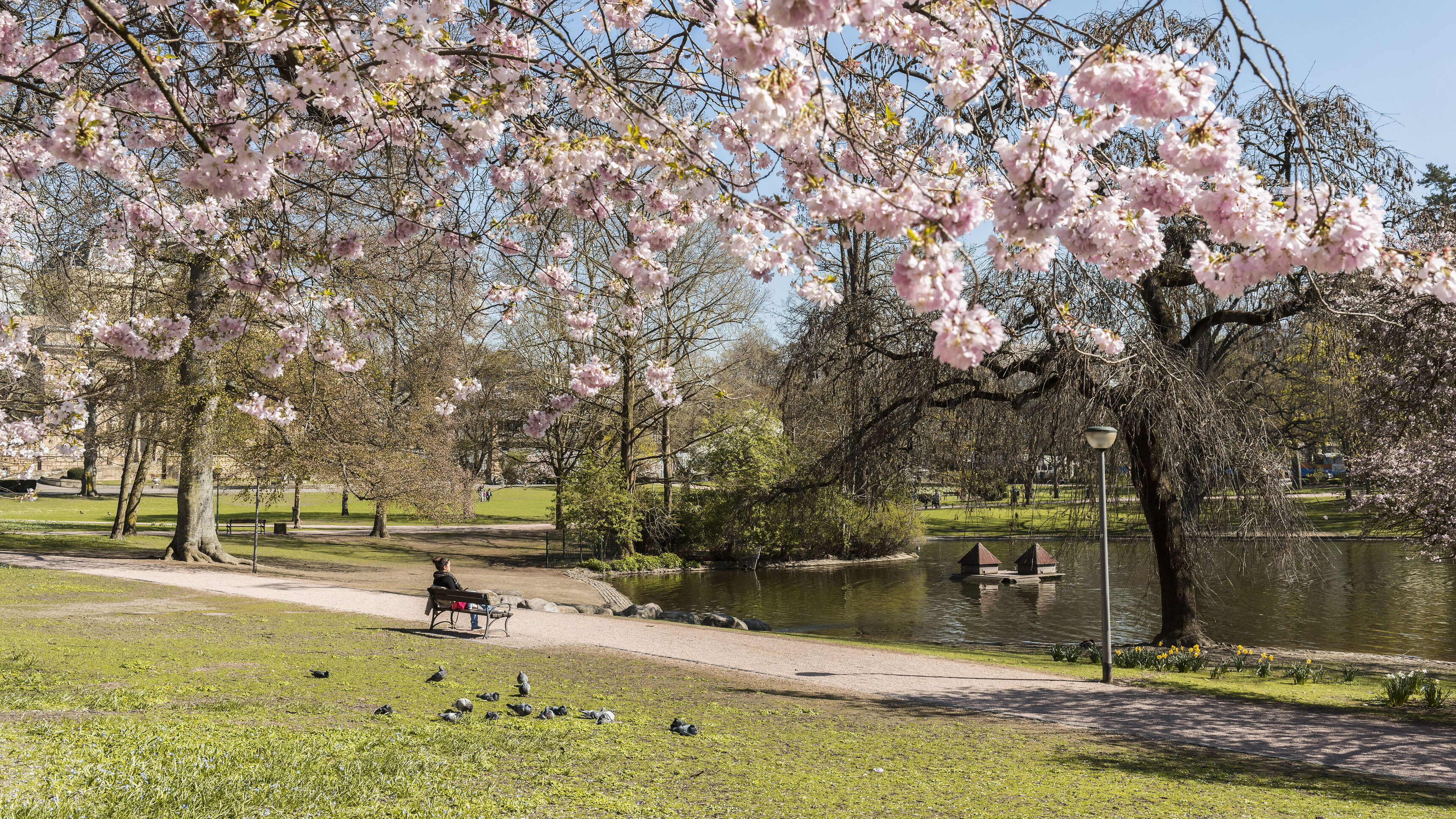 Kirschblüten im Park